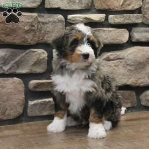 Wynston, Mini Bernedoodle Puppy